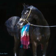 Foaling Announcement